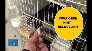 Hint Bülbülleri Verdiğim İpliklerle Yuvalarını Örüyor