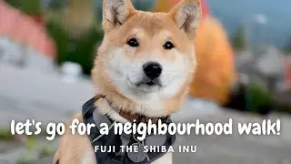 Let's go for a neighbourhoood walk! | 来吧，我们和柴犬一起去散步！