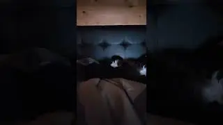 Кошка в теме