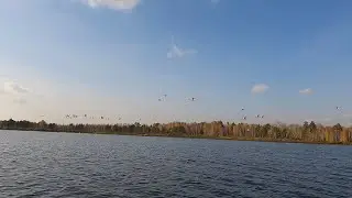 Нашли море утки! ЛЕБЕДИ! Осеннее озеро! Ставлю раколовку!