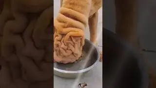 Cute dog eating#viralshorts #tendingviralshortvideo #1000kviews