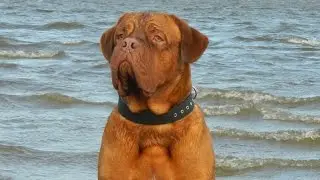 Dogue de Bordeaux learns to swim.  Бордоский дог учится плавать