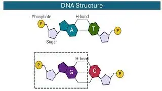 Chemical Components of Chromosomes
