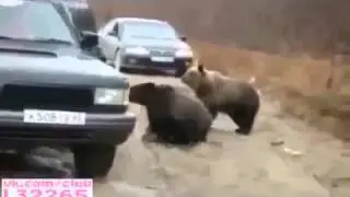 Смешное видео Русские медведи!!!СМЕХ!!!