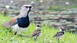Spur-winged lapwing incubating eggs | baby lapwing walking and enjoying with its parents