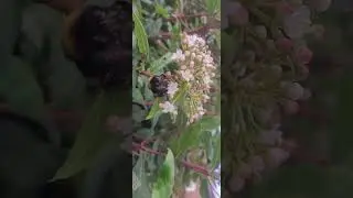Busy Bee