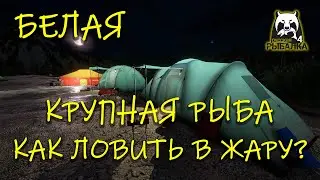 Русская рыбалка 4. рр4. Белая. Как ловить крупную рыбу в жару?