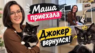 США Влог Рассказала про Джерри Маша приехала Джокер вернулся Обустраиваем ему место USA VLOG
