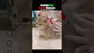 Ranking Best Cat Vet Moments 