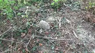 Ewangelicki cmentarz w Łaszewie (pow. brodnicki)