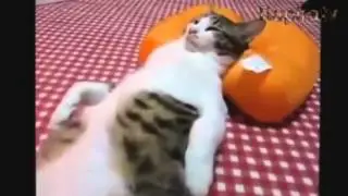 Приколы про домашних любимцев кошки прикольно