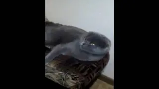 говорящая кошка