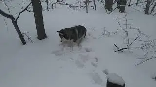 прогулка с хаской