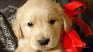 Christmas Puppy Surprise Compilation NEW