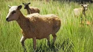 Sheep Herd Tech Demo