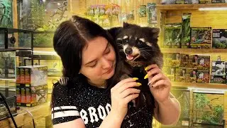 Timofey the Raccoon conquers Moscow / Maine Coon Melissa harasses a raccoon / Cats meet Alice