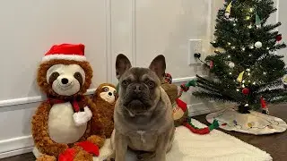 NURF’S FIRST TIME DECORATING FOR CHRISTMAS!!! ❄️⛄️🎅 | @nurfthefrenchie