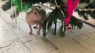 Сфинкс воспитывает Русского Той Терьера!