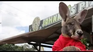 El Canguro Pizzero
