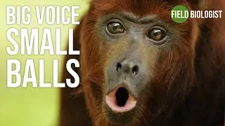 Howler monkeys give something up to have a louder roar...