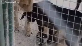 Пёс наводит дисциплину у львиц