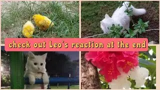 My Cats introduction to the Chicks // Cute Expressions // 1 Surprise Guest