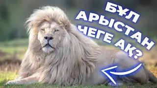 ӘЛЕМДЕГІ ЕҢ ӘДЕМІ ЖАНУАРЛАР / ЕҢ СҰЛУ САЙГҮЛІК