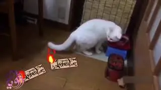 cats with naruto special effects ناروتو وحياة القطط