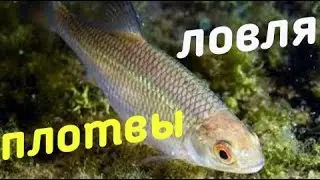 РЫБАЛКА НА УДОЧКУ ЛОВЛЮ ПЛОТВУ ГОТОВЛЮ КАРТОШКУ!
