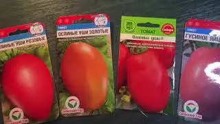 Seeds of delicious tomatoes. Cluster, large-fruited tomatoes.