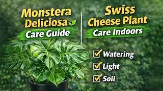 ultimate guide to monstera swiss cheese plant care 🌿
