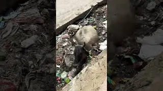 बाड़मेर राजस्थान में दिख रही लापरवाही देखिए इसके ऊपर सख़्त से सख़्त कार्यवाही होनी चाहिए..!