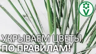 НЕВЕРНО ПОДОБРАННОЕ УКРЫТИЕ НА ЗИМУ может стоить вашим растениям жизни!
