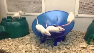 Mice on wheel