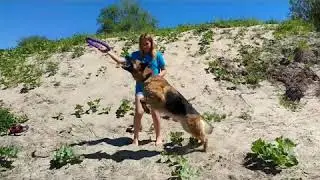 Активные прогулки с собакой .