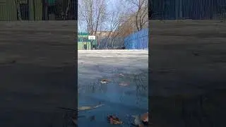 Dog Doberman