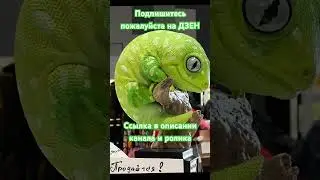 Подпишись! #shortvideo #цветы #reptileenclosure #москва #экзотика #зверьёмоё #змея #ящерица #варан