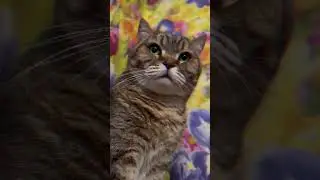 #кот #киноэффект #capcut