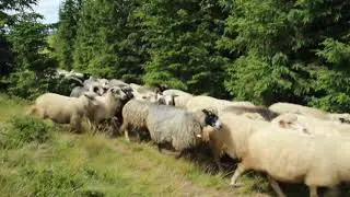 Овцы в Карпатах