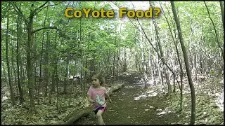 Little Critters & Coyote