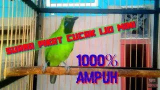 SUARA PIKAT CUCAK IJO MINI