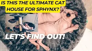 Is This the Ultimate Cat House for Sphynx? Let's Find Out!
