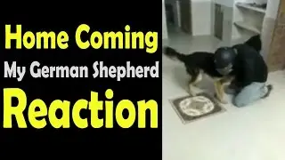 Homecoming dog reaction | dogs reunited with owners | German Shepherd | After 6 Days of Road Trip