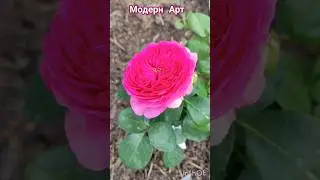 Модерн Арт 🌹#розывсаду #цветениероз #20июля24