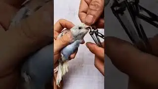 Обрезка клюва попугая