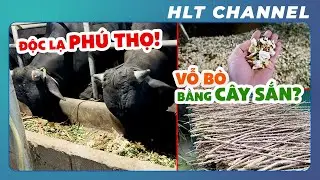 A Unique Cattle Farming Model with Cassava?