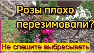 🌹Розы плохо перезимовали. 1 я обработка. 🌹Не спешите выкапывать.
