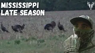 Late season TURKEY hunting HEATS up!| Mississippi Public/Private land turkey hunting!