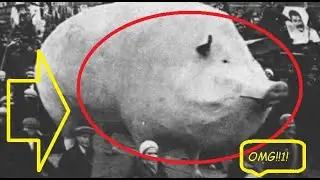 WARNING!@!21! ukrainian PIG IS CRAZY!!!!!! (gone sexual)
