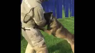 STAFKE VAN BEVERDIJK - NVBK Malinois 2